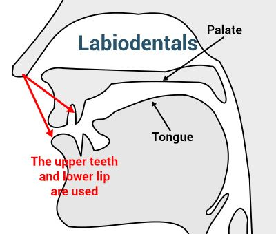  Labiodentals-yenglishtube
